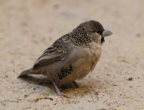 The sociable weaver (Philetairus socius), also commonly known as the common social weaver, common social-weaver, and social weaver, is a species of bird in the Weaver family endemic to Southern Africa.Der Siedelweber (Philetairus socius), auch Siedelsperling genannt, ist die einzige Art der Gattung Philetairus innerhalb der Familie der Webervögel (Ploceidae)