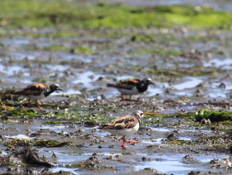 The ruddy turnstone (Arenaria interpres) is a small wading bird, one of two species of turnstone in the genus Arenaria.Der Steinwälzer (Arenaria interpres) ist eine Vogelart aus der Familie der Schnepfenvögel (Scolopacidae).