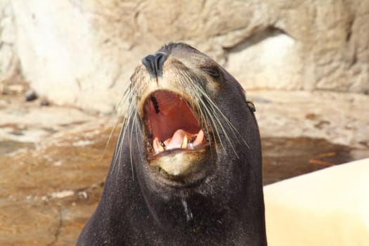 The California sea lion (Zalophus californianus) is a coastal eared seal native to western North America.Der Kalifornische Seelöwe (Zalophus californianus) ist eine Ohrenrobbe, (Otariidae).