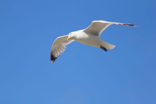 Close-up of a flying gull, with blue sky background .Nahaufnahme einer fliegenden Silbermöwe, mit blauem Himmel im Hintergrund.