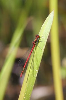 The Scarlet (Ceriagrion tenellum), is a small bark species from the family of the slimy bark (Coenagrionidae).Die Scharlachlibelle (Ceriagrion tenellum), ist eine Kleinlibellenart aus der Familie der Schlanklibellen (Coenagrionidae).