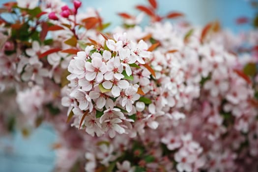 Blooming sakura branch. Beautiful nature spring background. Selective focus.
