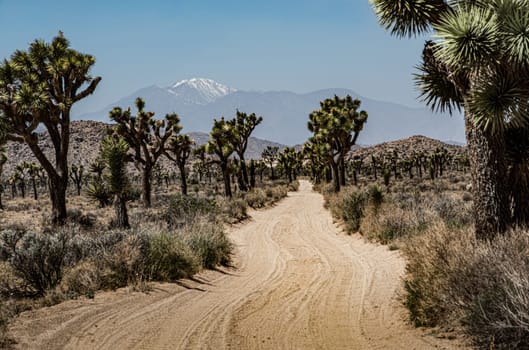 Joshia Tree National Park Lonely Road