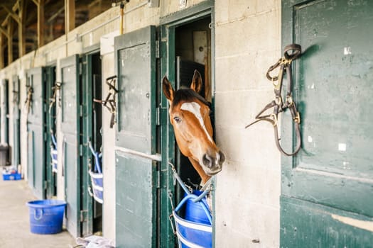 Thoroughbred race horse in a stable in Lexington, Kentucky