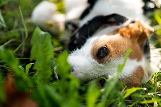 Adopted stray dog lloking from the grass.