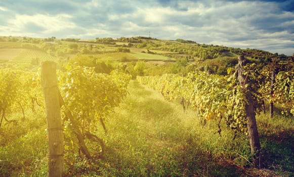 Nature landscape. Wineyard with sunlight at late summer. Wine industry concept.