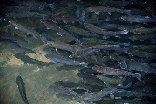 Flock of brown trouts swimming in the fish pond