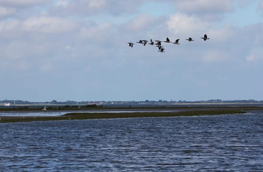 A swarm of wild geese at the fly over a water surface.ein Schwarm Wildgänse beim überfliegen einer Wasserfläche.