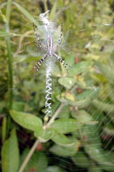 Wespenspinne (Argiope bruennichi) (auch Zebraspinne, Tigerspinne oder Seidenbandspinne) in ihrem Spinnennetz
