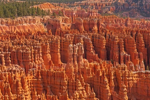 A Forest of Hoodoo in a Valley in Bryce Canyon National Park in Utah