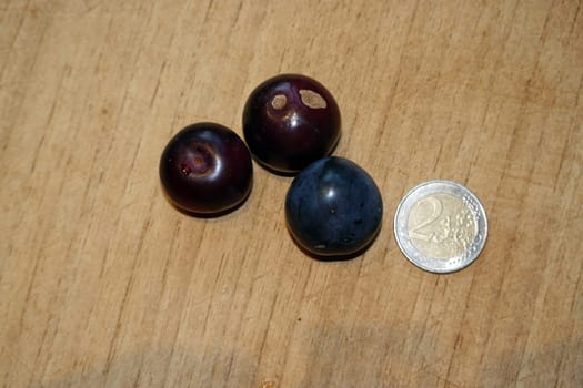 Kirschpflaumen (Prunus cerasifera)