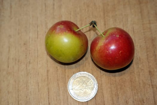 Kirschpflaumen (Prunus cerasifera)