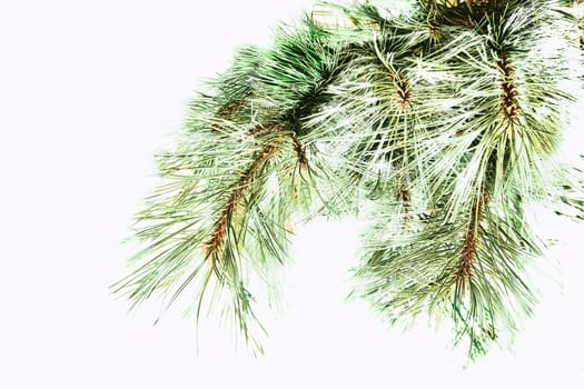 a widespread coniferous tree which has a distinctive conical shape and hanging cones, widely grown for timber, pulp. Christmas trees Spruce tree branch for New Year holiday card.