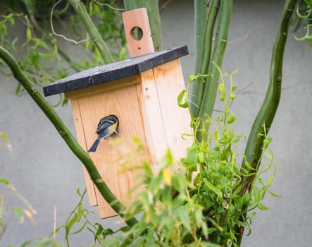 Adult Blue Tit bird seen entering a hole in a tree mounted wooden nest box, about to feed her young chicks which are inside. Recently hatched in late spring in a rural garden.