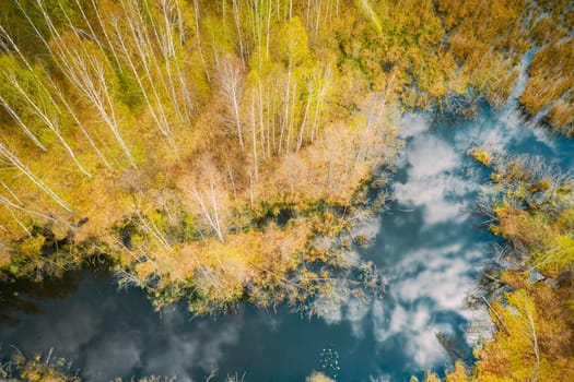 Spring Season. Aerial View. Young Birches Grow Among Small Marsh Bog Swamp. Deciduous Trees With Young Foliage Leaves In Landscape In Early Spring. Sky And Clouds Reflected In Water.
