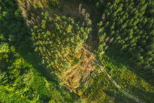 Aerial View Green Forest Deforestation Area Landscape. Top View Of Fallen Pine Woods Trunks And Growing Forest. European Nature From High Attitude In Summer Season. Drone View. Bird's Eye View.