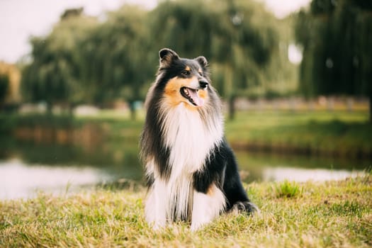 Tricolor Rough Collie, Funny Scottish Collie, Long-haired Collie, English Collie, Lassie Dog Posing Outdoors On Lake Coast.