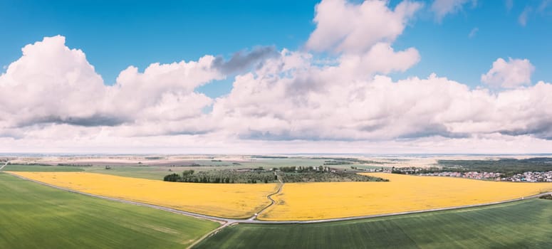 Aerial View Of Agricultural Landscape With Flowering Blooming Rapeseed, Oilseed In Field Meadow In Spring Season. Blossom Of Canola Yellow Flowers. Beautiful Rural Landscape In Bird's-eye View. Panorama.