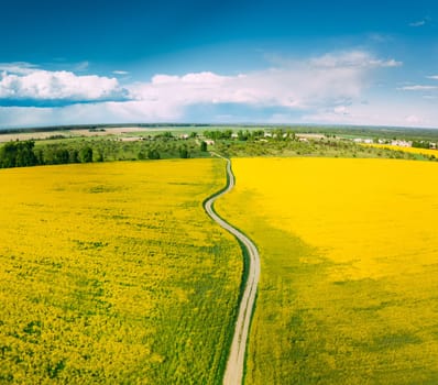 Aerial View Of Agricultural Landscape With Flowering Blooming Rapeseed, Oilseed In Field In Spring Season. Blossom Of Canola Yellow Flowers. Beautiful Rural Country Road.