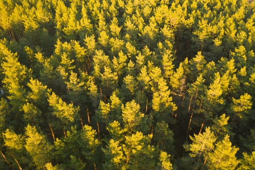 Aerial View Of Green Pine Coniferous Forest In Landscape During Sunset In Spring. Top View From Attitude. Drone View Of European Woods At Springtime.