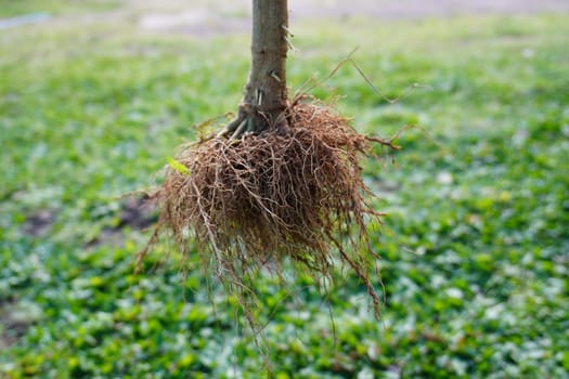 Close up of root system from a tree.
