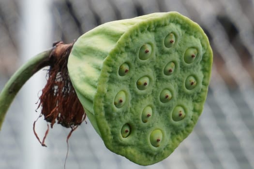 Lotus seed pod close-up on