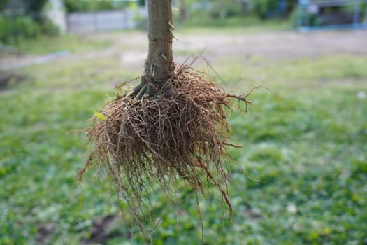 Close up of root system from a tree.