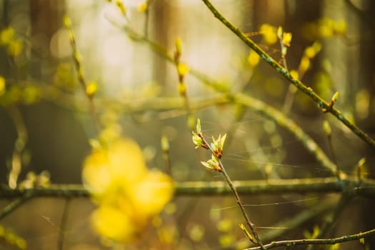 Young Spring Green Leaf Leaves Growing In Branch Of Forest Bush Plant Tree During Sunrise Or Sunset. Young Leaf In Sunlight On Boke Bokeh Natural Blur