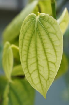 Fresh pepper leaf  plant
