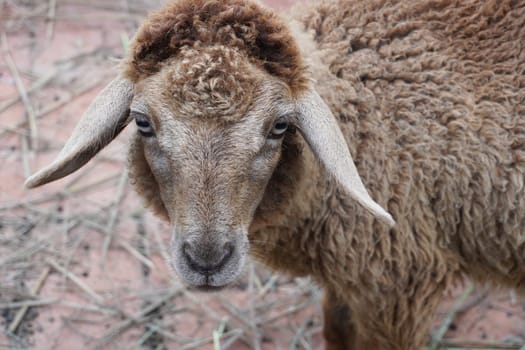 Sheep looking at camera in the farm.