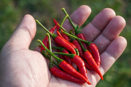 Red hot fresh chili peppers