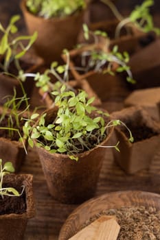 Vegetable and herbs seedlings growing in a biodegradable pots on wooden table close up. Urban Indoor gardening, homegrown plants, germination at home