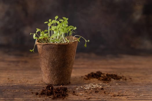 Vegetable or herbs seedlings growing in a biodegradable pot on wooden table close up. Urban Indoor gardening, homegrown plants, germination at home
