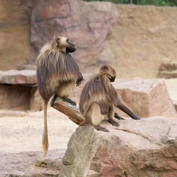 Two captive bleeding heart monkey or gelada baboon, Theropithecus gelada sitting on a rock