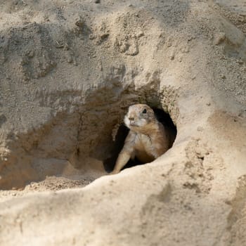 vigilant prairie dog, Cynomys ludovicianus looks out of its den and keeps watch for enemies