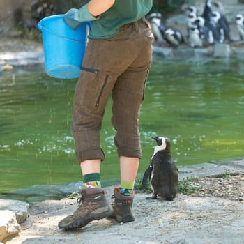 single penguin waiting for a fish during a feeding session