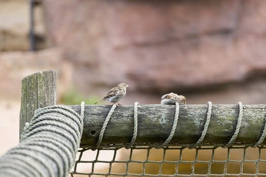 two sparrows sitting on a fence and resting