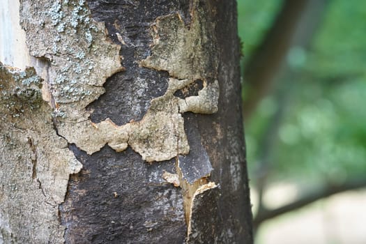 dead sycamore maple with symptoms of sooty bark disease caused by the fungus Cryptostroma corticale