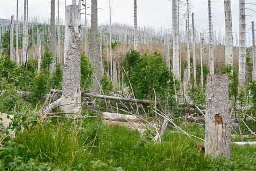 between dead spruces at the Brocken near Ilsenburg in the national park Harz in Germany a new natural forest develops