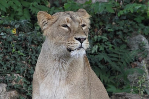 The Asiatic lion (Panthera leo leo) is a lion population in Gujarat, India, which is listed as Endangered on the IUCN Red List because of its small population size.Der Asiatische Löwe (Panthera leo persica), auch Persischer Löwe oder Indischer Löwe genannt, ist eine Unterart des Löwen