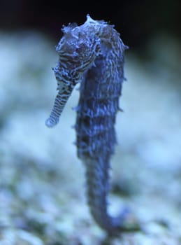 Seahorse is the name given to 54 species of small marine fishes in the genus Hippocampus. "Hippocampus"" comes from the Ancient Greek word hippos  meaning ""horse"" and kampos  meaning ""sea monster"".Die Seepferdchen (wissenschaftlich seit den 1570er Jahren Hippocampus, nach dem mythologischen Meeresungeheuer Hippokamp) gehören zu den Fischen"