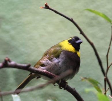 The Cuban grassquit (Tiaris canora) is a small bird formerly placed with the Emberizidae. It is now recognized as a tanager closely related to Darwin's finches. It is found in Bahamas, Cuba, and Turks and Caicos Islands.Der Kleine Kubafink (tiaris canora) ist ein beliebter Volierenvogel in Europa