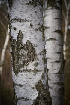 Birch trees with typical white bark in a forest in Germany