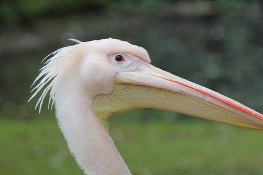 The Dalmatian pelican (Pelecanus crispus) is a massive member of the pelican family.Der Krauskopfpelikan (Pelecanus crispus) gehört zur Familie der Pelikane (Pelecanidae)
