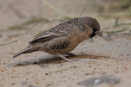 The sociable weaver (Philetairus socius), also commonly known as the common social weaver, common social-weaver, and social weaver, is a species of bird in the Weaver family endemic to Southern Africa.Der Siedelweber (Philetairus socius), auch Siedelsperling genannt, ist die einzige Art der Gattung Philetairus innerhalb der Familie der Webervögel (Ploceidae)
