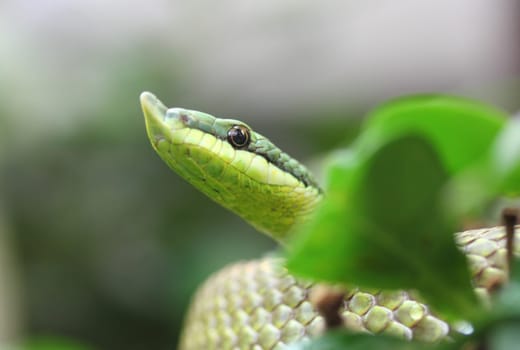 Philodryas baroni, common name Baron's green racer, is a species of mildly venomous snake in the family Colubridae. The species is endemic to South America.Bei der Langnasen Strauchnatter handelt es sich um eine Trugnatter. Sie verfügt über Giftzähne, die sich im Gegensatz zu anderen Giftschlangen weit hinten am Oberkiefer befinden
