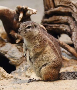 The Cape ground squirrel (Xerus inauris) is found in most of the drier parts of southern Africa from South Africa, through to Botswana, and into Namibia.Das Kap-Borstenhörnchen (Xerus inauris) ist eine Art der Afrikanischen Borstenhörnchen