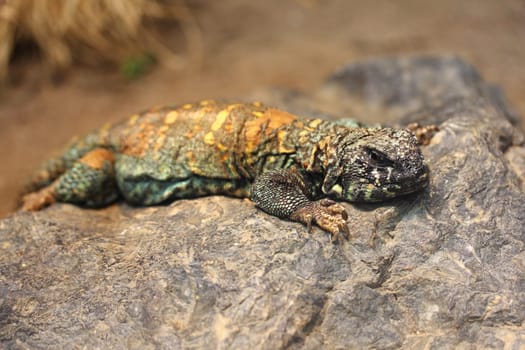 Uromastyx ocellata, (Uromastyx ocellata) is a species of Uromastyx (Uromastyx) within the family of the Agamas (Agamidae).Die Geschmückte Dornschwanzagame (Uromastyx ocellata) gehört innerhalb der Familie der Agamen (Agamidae) zur Gattung der Dornschwanz-Agamen (Uromastyx)