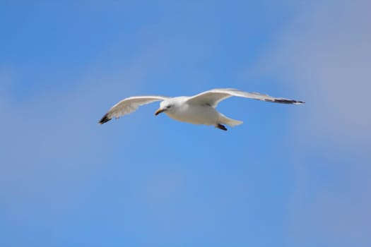 Close-up of a flying gull, with blue sky background .Nahaufnahme einer fliegenden Silbermöwe, mit blauem Himmel im Hintergrund.