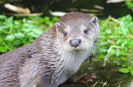 The Eurasian otter (Lutra lutra), also known as the European otter, Eurasian river otter, common otter, and Old World otter, is a semiaquatic mammal native to Eurasia..Der Fischotter (Lutra lutra) ist ein an das Wasserleben angepasster Marder, der zu den besten Schwimmern unter den Landraubtieren zählt.
